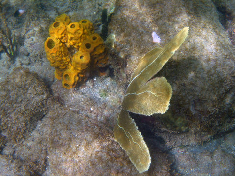 Eponge tubulaire et gorgone