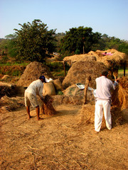 Grainary Farmers