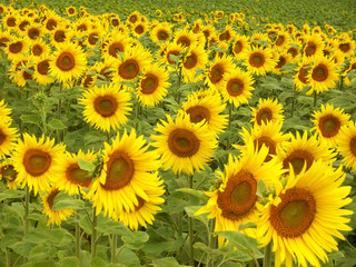 Fototapeta premium Sonnenblumen 09