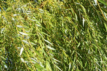 willow tree background