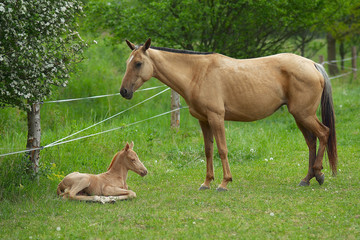 Small foal with mum