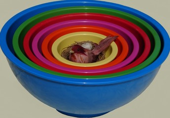 Birdnest in a Bowl