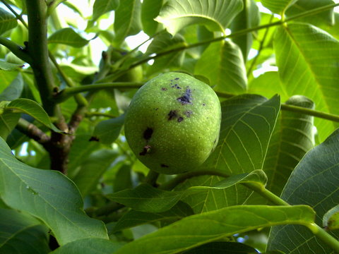Bio-Walnuss
