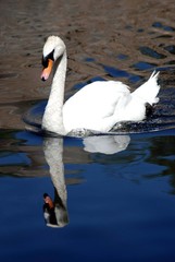 Naklejka premium Reflejo de Cisne -Lateral-