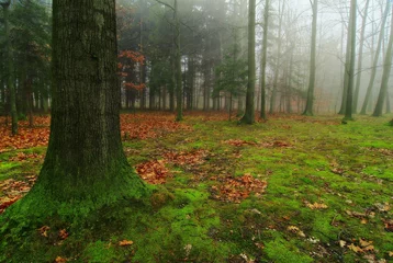 Fotobehang Old oak in a foggy autumn forest © Rey Kamensky