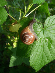Schnecke im Beerenstrauch