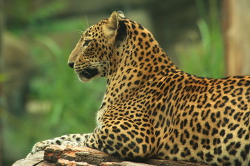 Sri Lankan Leopard