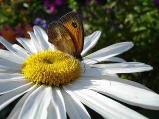 JOLIE NATURE
