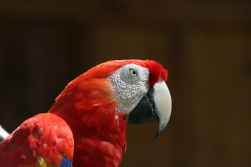 red parrot