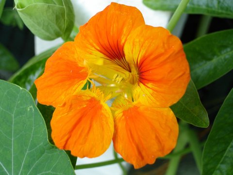 Plante Annuelle" Images  Browse 301 Stock Photos, Vectors, and Video |  Adobe Stock