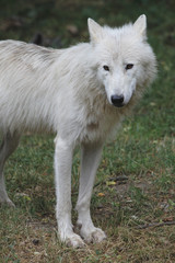 Naklejka na ściany i meble arctic wolf -Canis lupus arctos