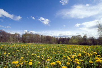 Field with dandelions at sunny day.