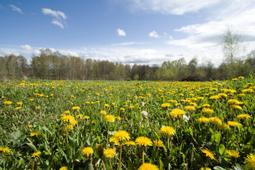 Fototapeta premium Field with dandelions at sunny day.