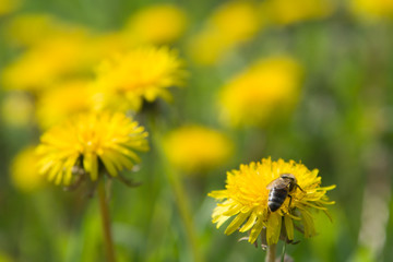 Grass with dandelions and bee