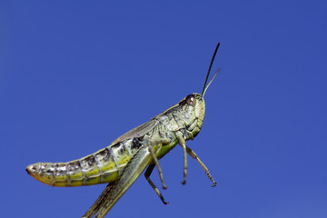 Jumping grasshopper on a background of the sky