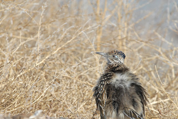 The roadrunner turns it's back to the sun 