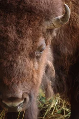 Foto op Plexiglas american bison © pusti