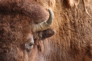 Wandcirkels tuinposter american bison © pusti
