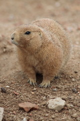 prairie dog - Cynomys ludovicianus