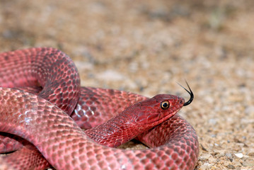 A brightly colored western coachwhip from west Texas.