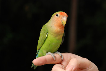 parrot and finger in the parks