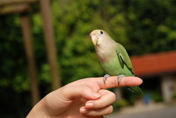 parrot and hand in the parks