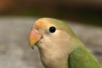 beautiful parrot in the parks 