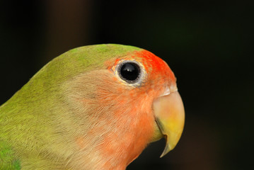 Fototapeta na wymiar beautiful parrot in the parks 