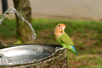 parrot and drinking water tap in the parks