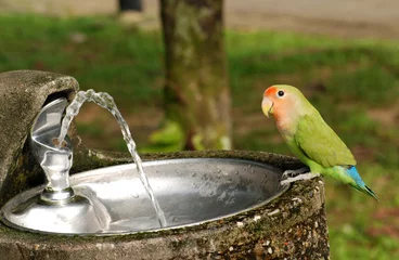 Foto op Plexiglas parrot and drinking water tap in the parks © Wong Hock Weng
