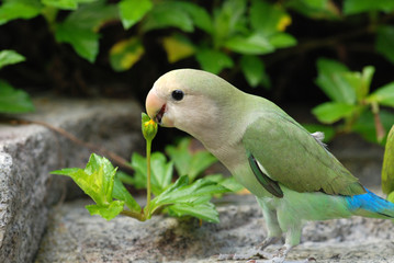 parrot standing on the rocks © Wong Hock Weng