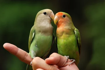 Photo sur Plexiglas Perroquet perroquet et doigt dans les parcs