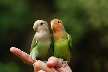 Fototapeta na wymiar papuga i palec w parkach