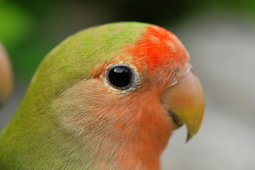 Fototapeta na wymiar eye of the parrot in the parks