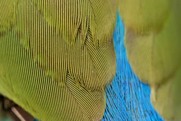 Fotobehang beautiful parrot feather in the parks © Wong Hock Weng