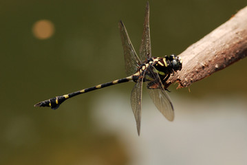 tiny black dragonfly in the gardens 