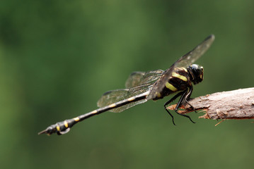 tiny black dragonfly in the gardens 