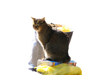 Cat sitting on objects