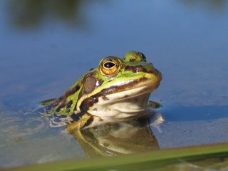 Frosch 1