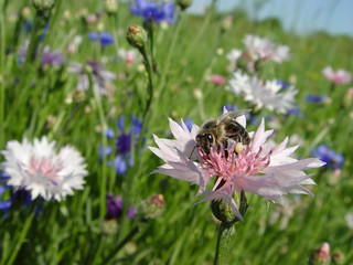bee on a cornflower