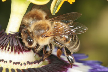 Bienen auf einer Passionsblume