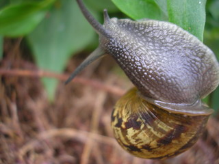 snail on the leaf © Elena