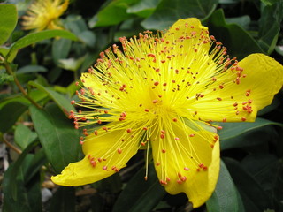 yellow flower with a lot of  stamens