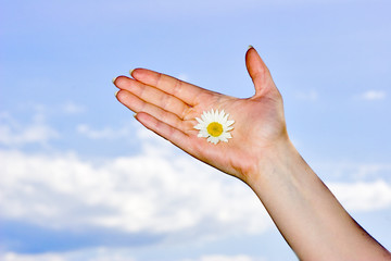 woman hand, white chamomile and sky as background