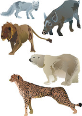 collection of animals