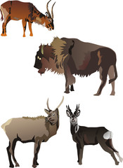 horned animals collection isolated on white background