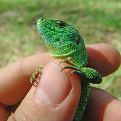 Green lizard in a hand.