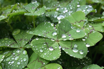 green leafs and drops of water