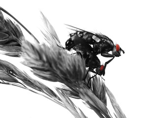 red eyes
