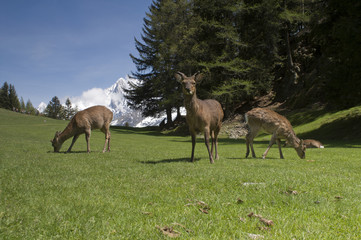 Naklejka na ściany i meble Deer przed Mont Blanc - orientacji poziomej